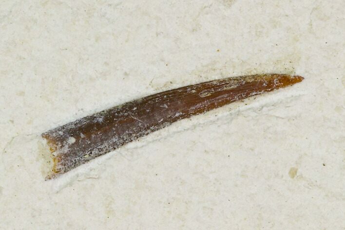 Pterosaur (Rhamphorhynchus?) Tooth - Solnhofen Limestone #129363